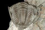 Rare, Enrolled Hesslerides Trilobite - Crawfordsville, Indiana #188874-1